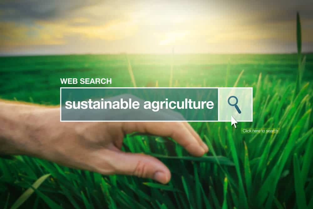 organic SEO - Infintech Designs